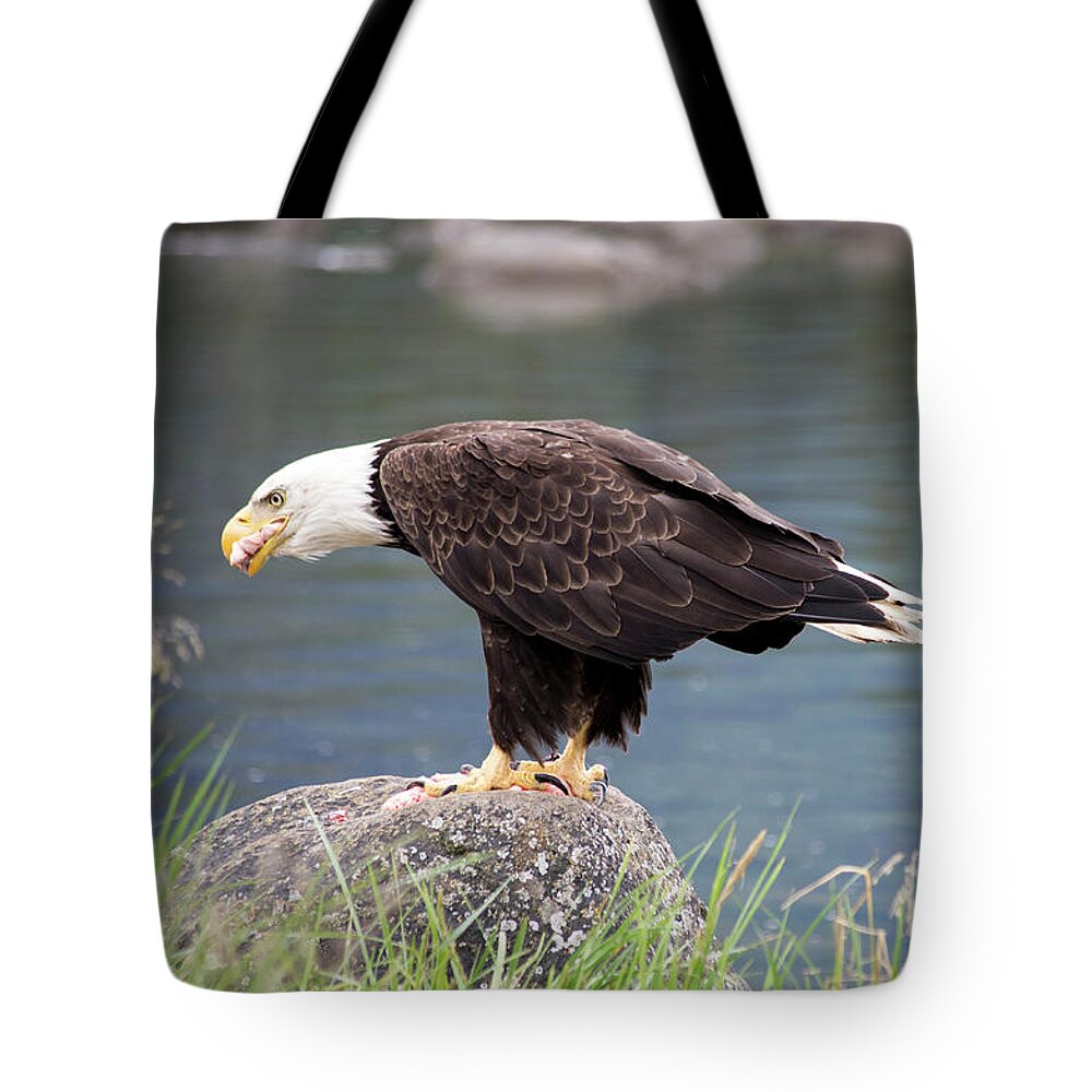 Eagle Tote Bag featuring the photograph Petersburg AK Bald Eagle 4 by Louise Magno