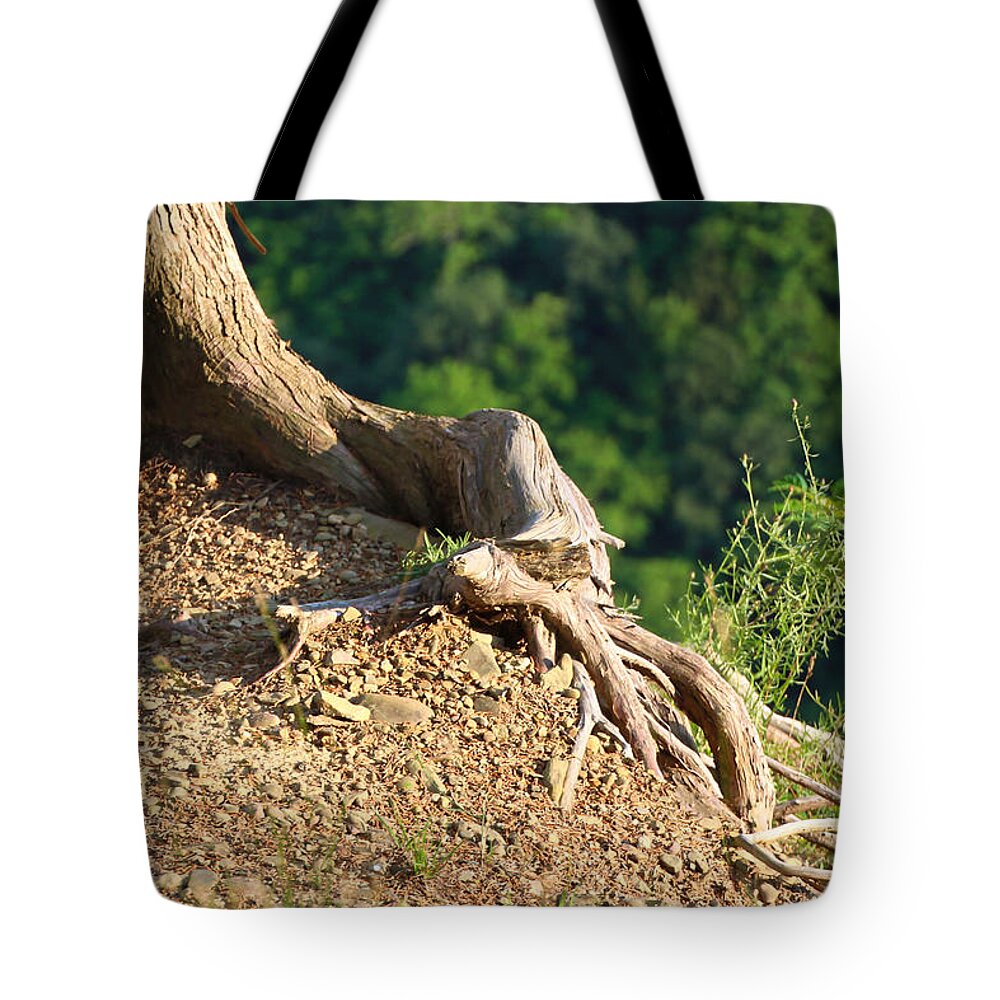 Tree Tote Bag featuring the photograph Picture of a tree on a ledge by Susan Jensen