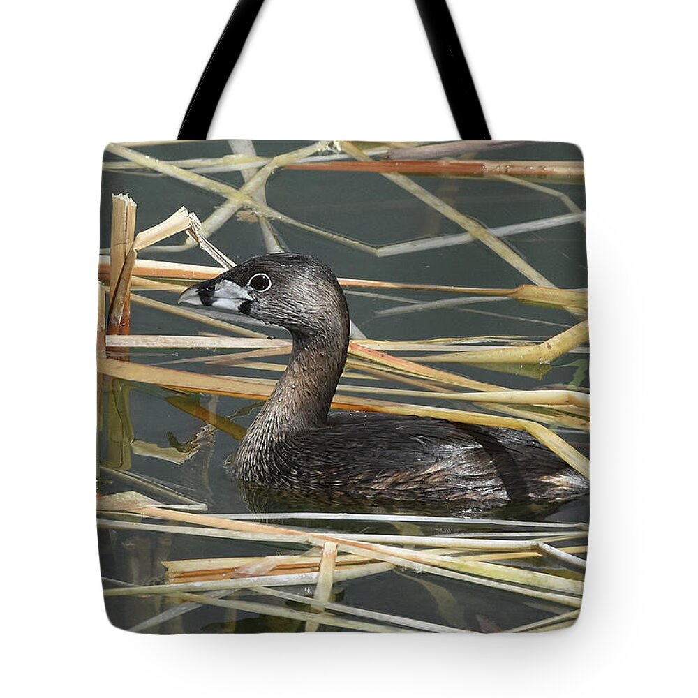 Pie-billed Grebe Tote Bag featuring the photograph Pie-billed Grebe by Ben Foster