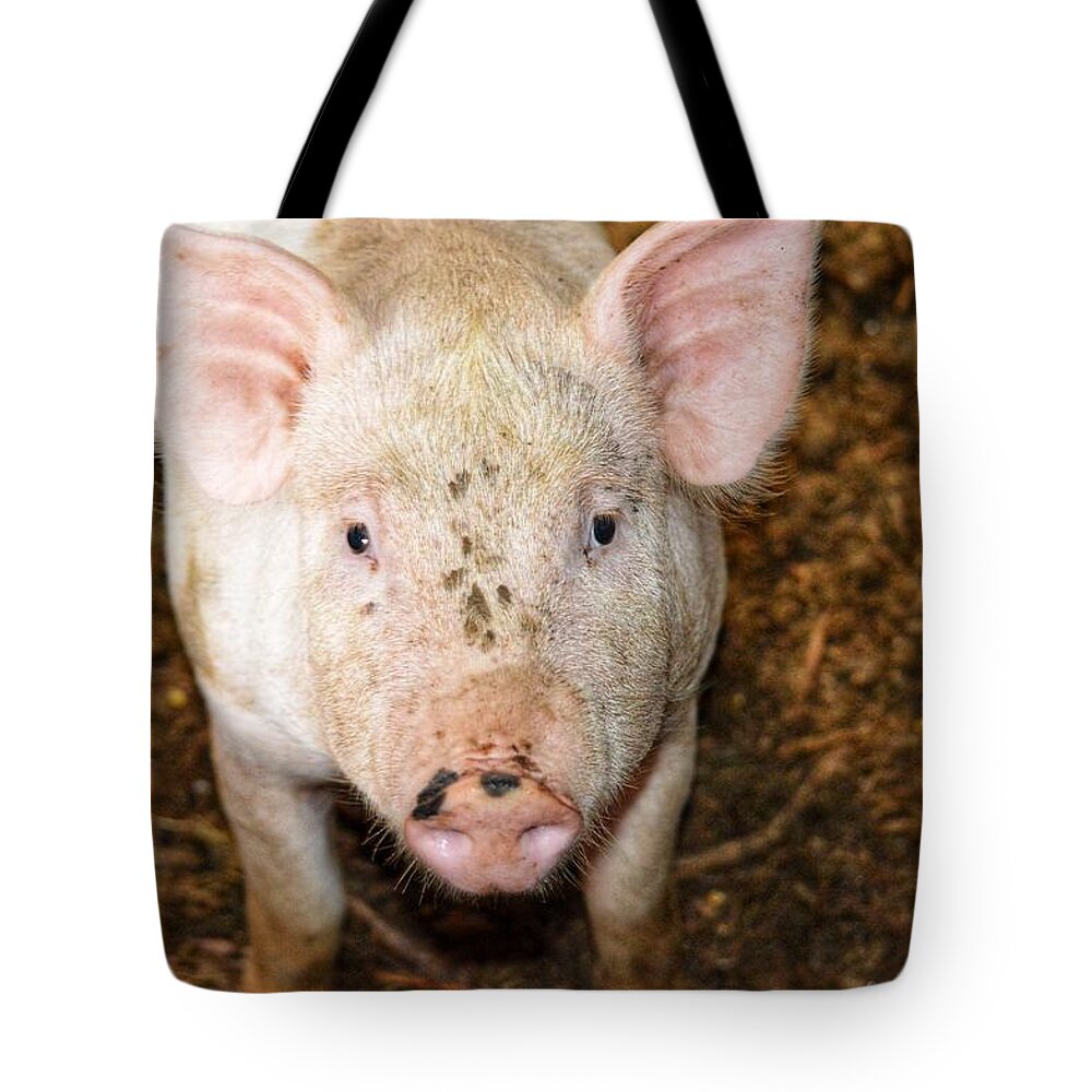 Pig Tote Bag featuring the photograph Pig by Joseph Caban