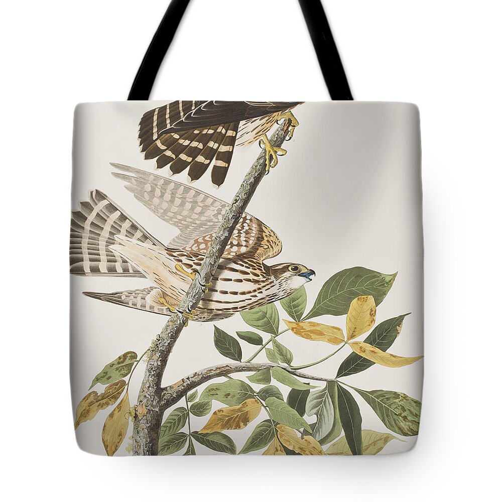 Pigeon Hawk Tote Bag featuring the painting Pigeon Hawk by John James Audubon