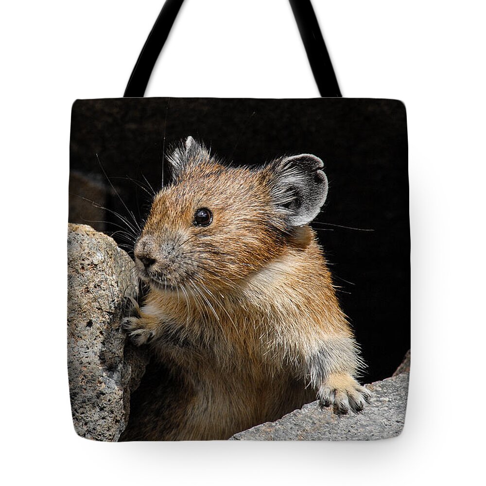 Animal Tote Bag featuring the photograph Pika Looking out from its Burrow by Jeff Goulden