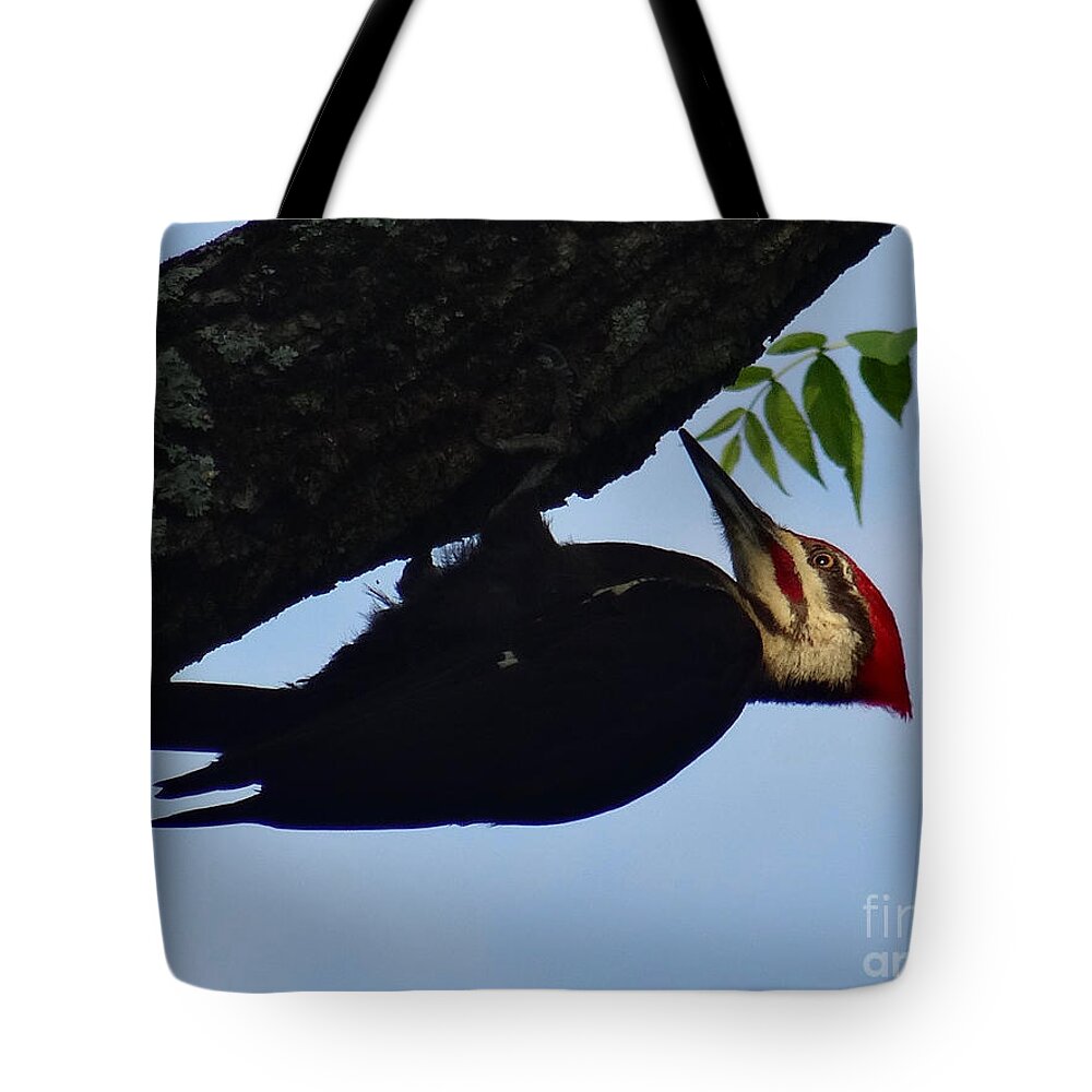 Birds Tote Bag featuring the photograph Pileated Woodpecker by Christopher Plummer