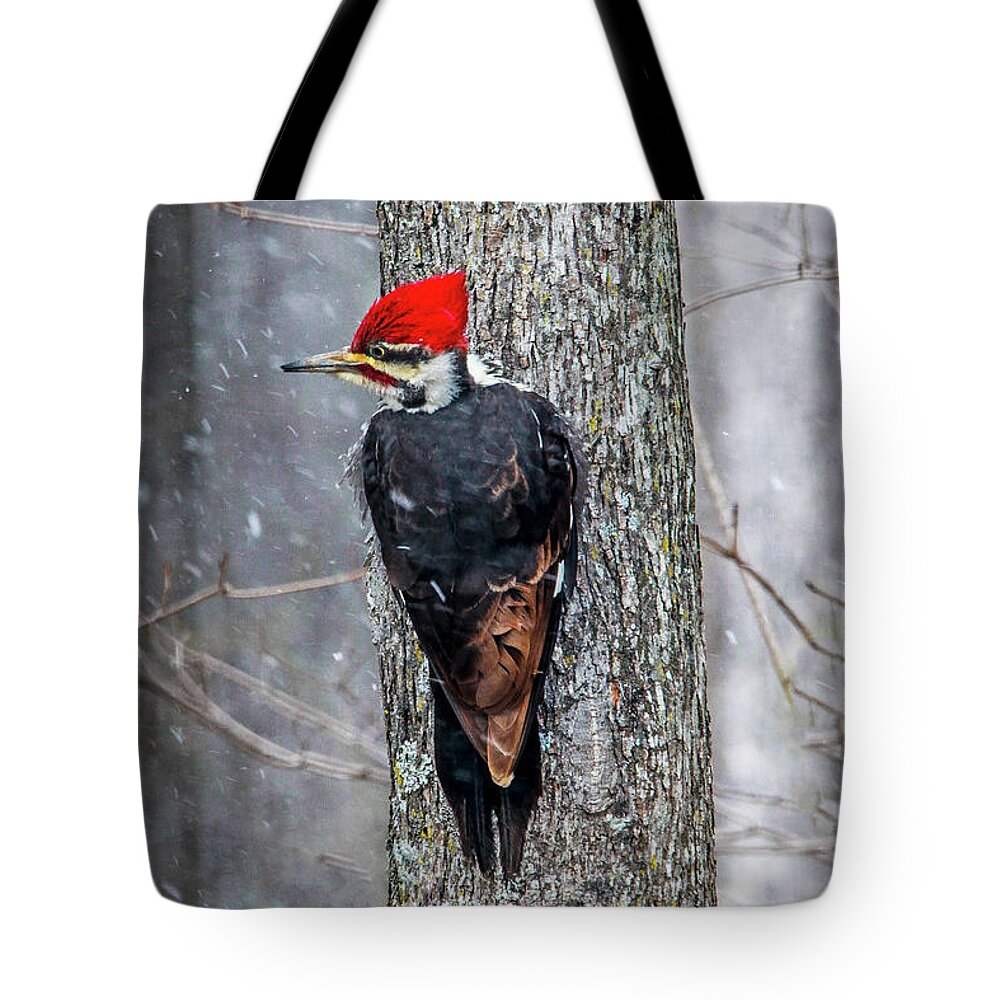 Woodpecker Tote Bag featuring the photograph Pileated Woodpecker by Dale R Carlson