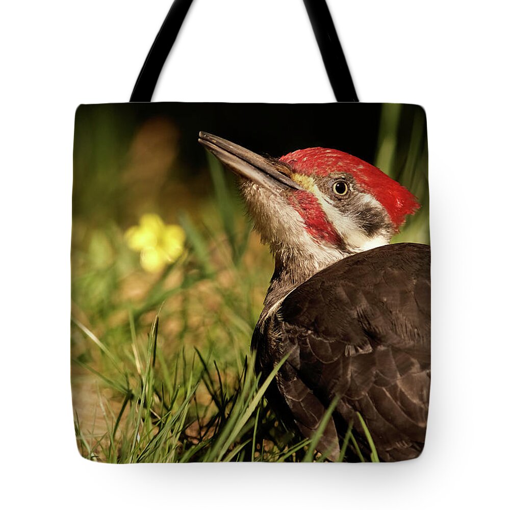 Bird Tote Bag featuring the photograph Pileated Woodpecker by Loni Collins