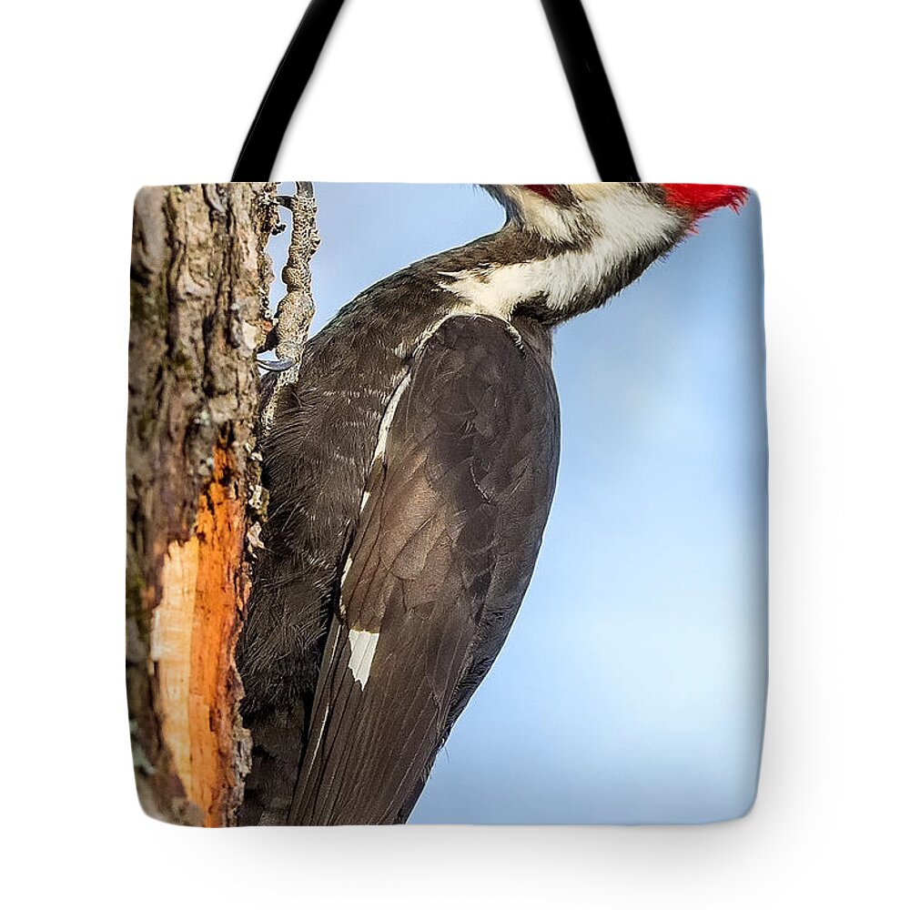 Pileated Woodpecker Tote Bag featuring the photograph Pileated Woodpecker Portrait by Bill Wakeley