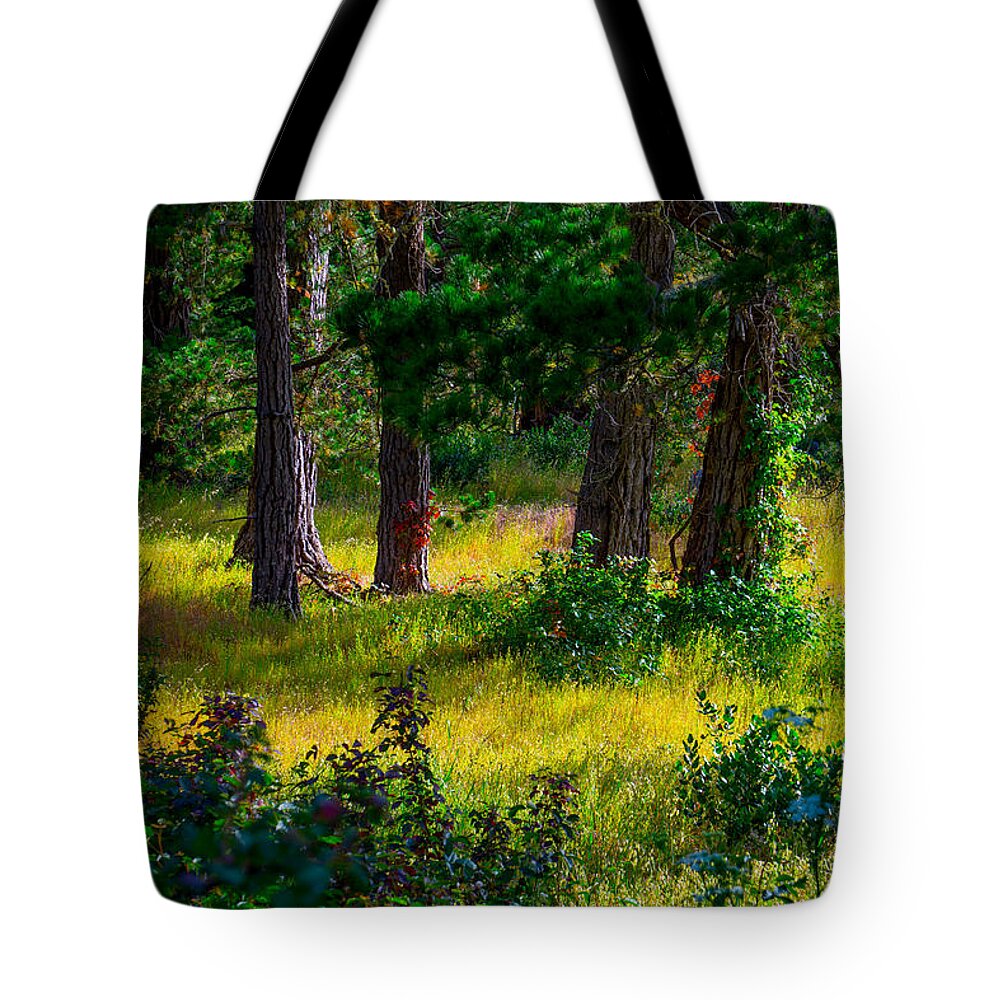 Monterey Tote Bag featuring the photograph Pine Forest by Derek Dean