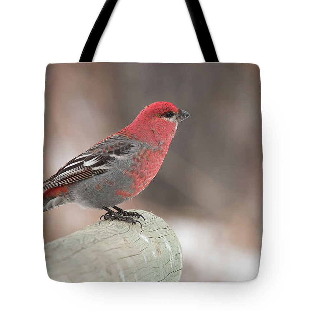 Bird Tote Bag featuring the photograph Pine Grosbeak by Celine Pollard