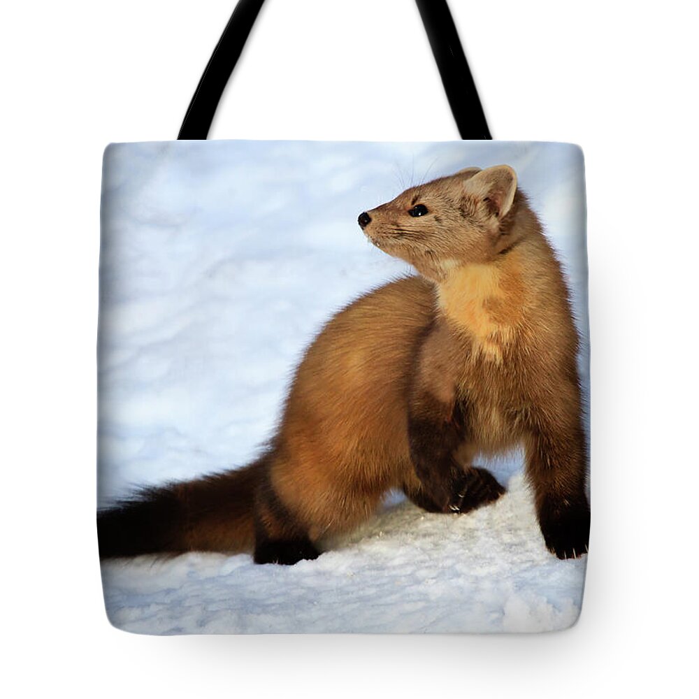 Wildlife Tote Bag featuring the photograph Pine Martin by Gary Hall