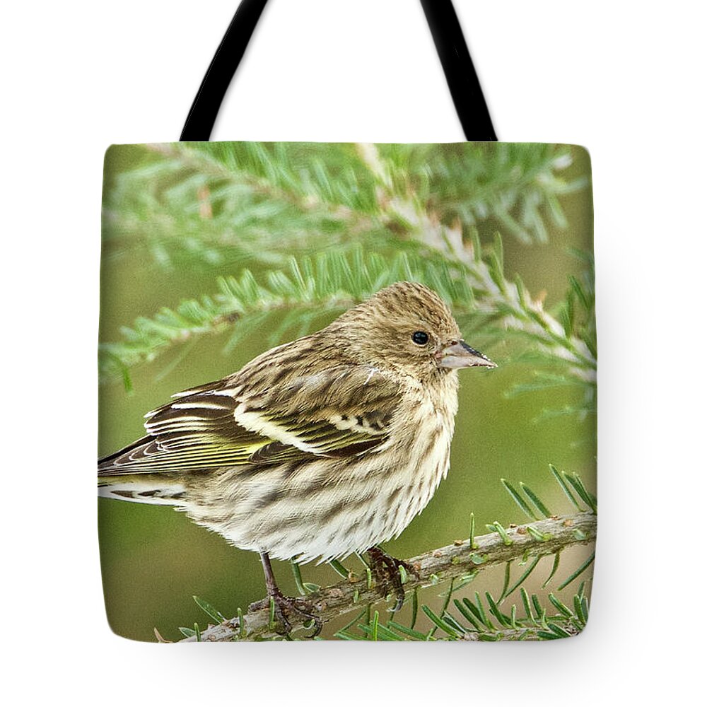 Pine Siskin Tote Bag featuring the photograph Pine Siskin 011 by Michael Peychich