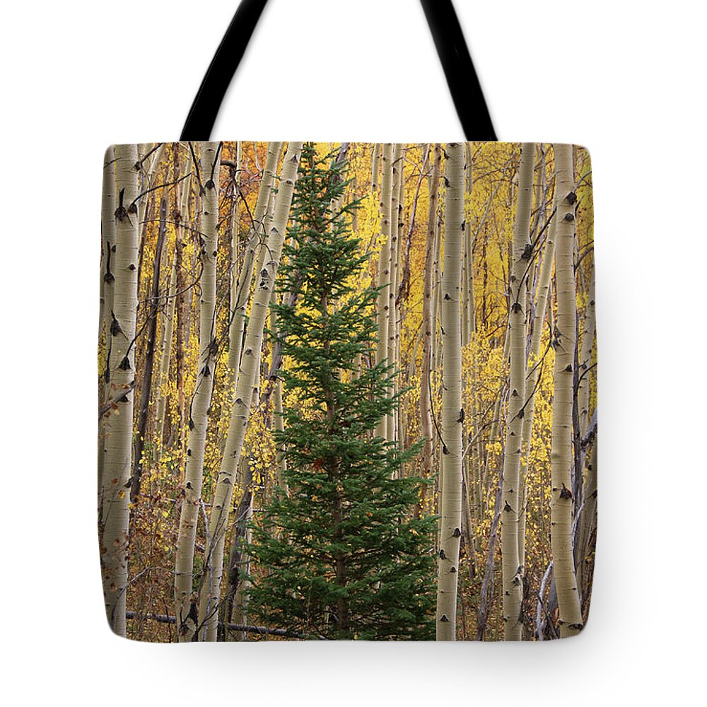 Aspens Tote Bag featuring the photograph Pine Tree Among Aspens 4874 by Jack Schultz