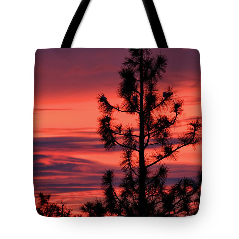 Branches Tote Bag featuring the photograph Pine Tree Sunrise by James Eddy