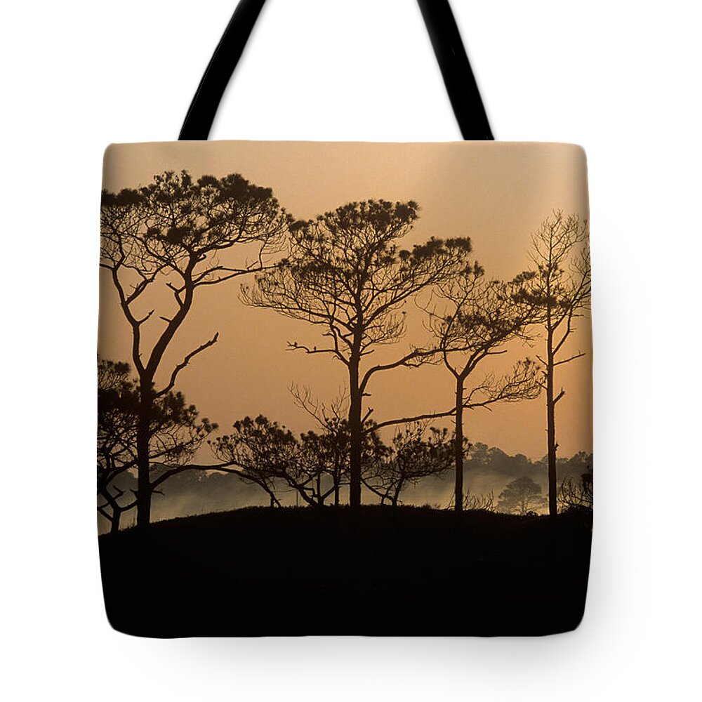 Florida Tote Bag featuring the photograph Pines at Sunrise Grayton Beach Florida by John Harmon