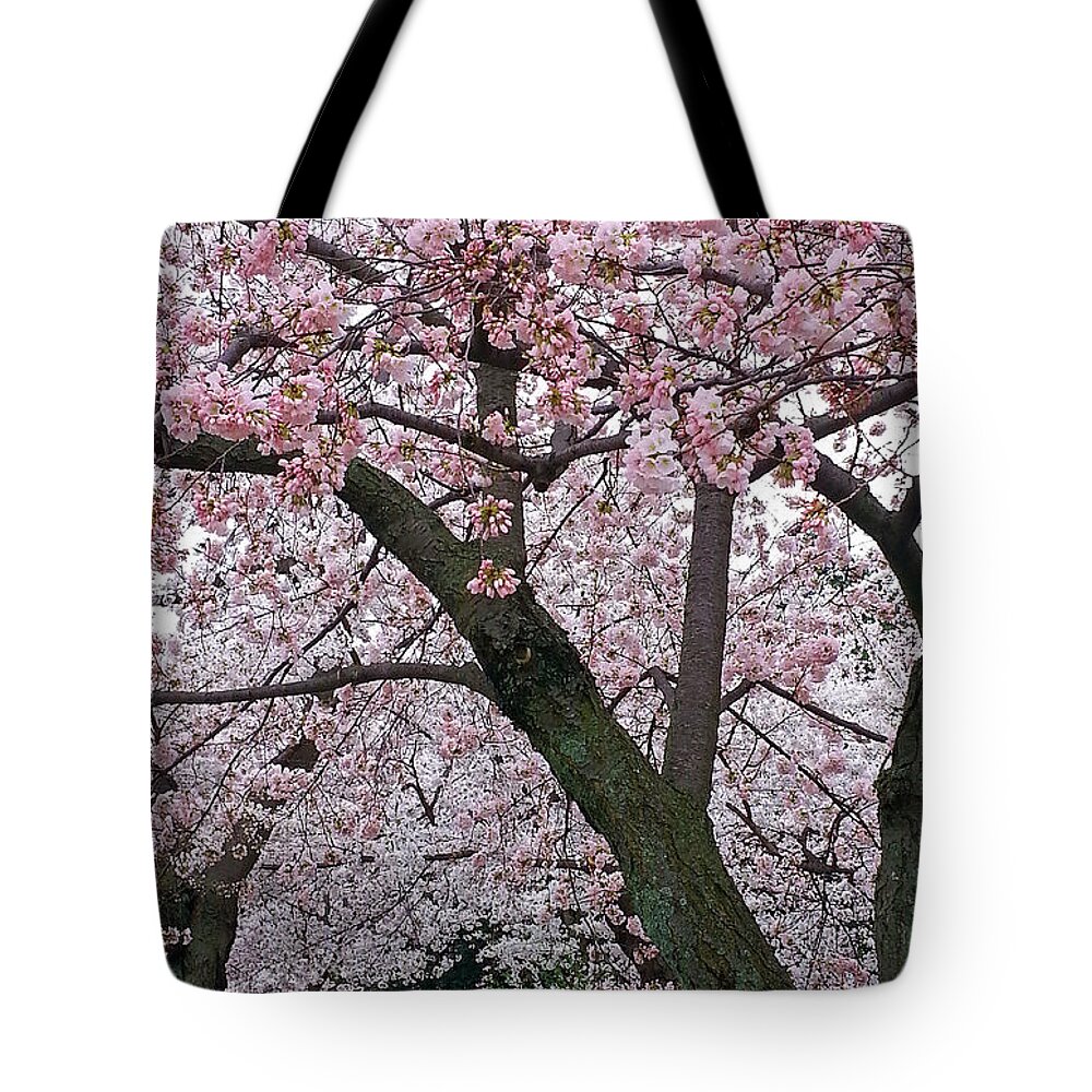 Pink And White Cherry Blossoms.cherry Blossoms Tote Bag featuring the photograph Pink And White Cherry Blossoms by Emmy Marie Vickers