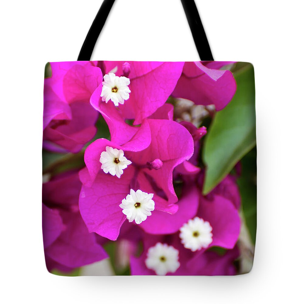 Flowers Tote Bag featuring the photograph Pink and White Flowers by Douglas Killourie