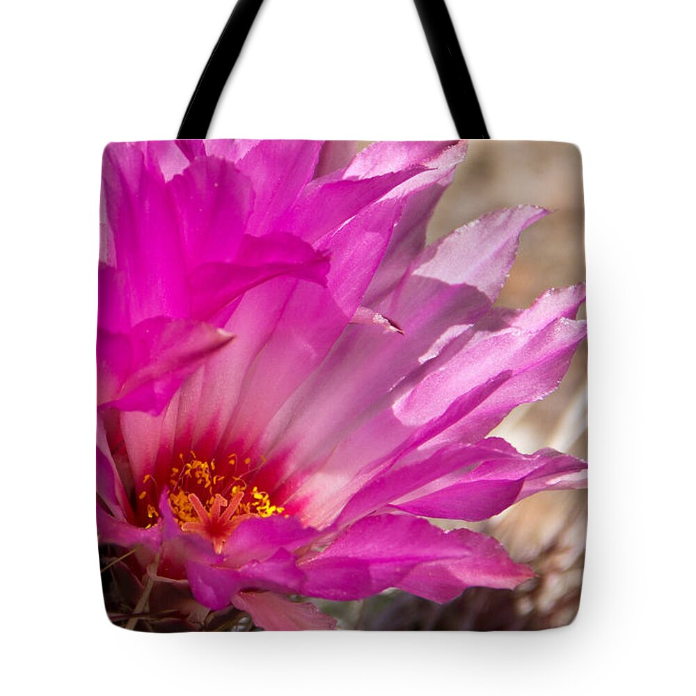 Hedgehog Cactus Flower Tote Bag featuring the photograph Pink Cactus Flower by Kelly Holm