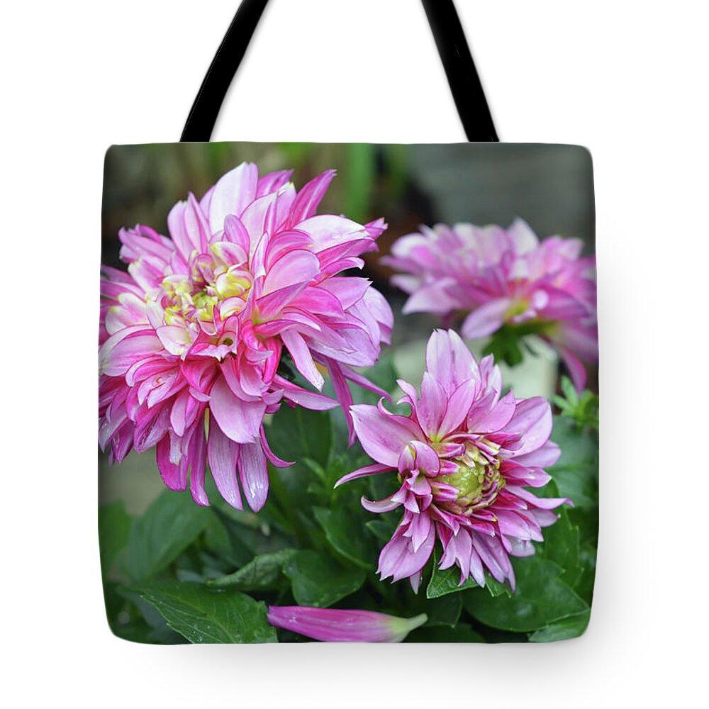Dahlia Tote Bag featuring the photograph Pink Dahlia Flowers by Aimee L Maher ALM GALLERY