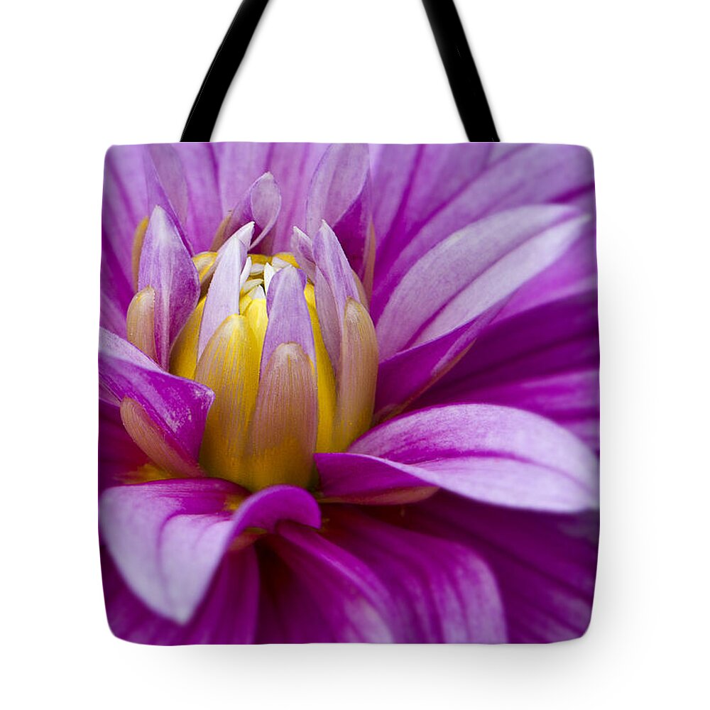 Pink Dahlia Tote Bag featuring the photograph Pink Dahlia by Ken Barrett