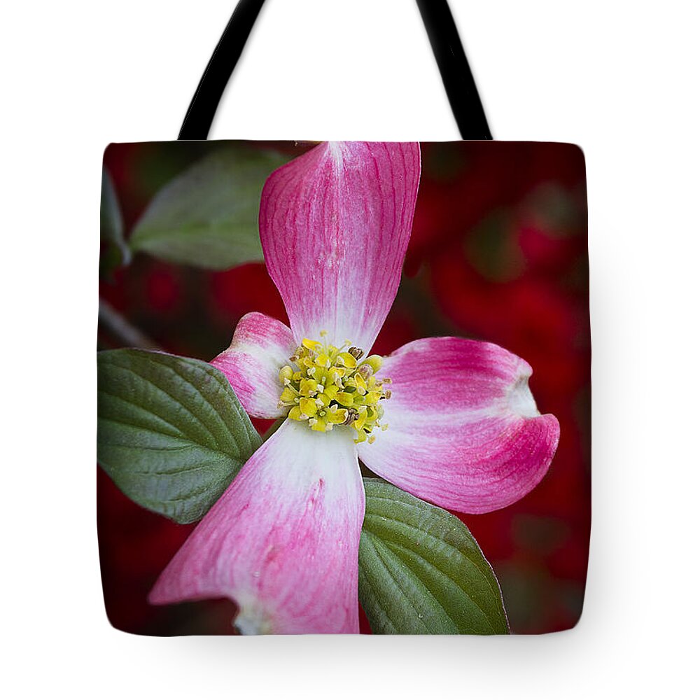 Pink Dogwood Tote Bag featuring the photograph Pink Dogwood by Ken Barrett