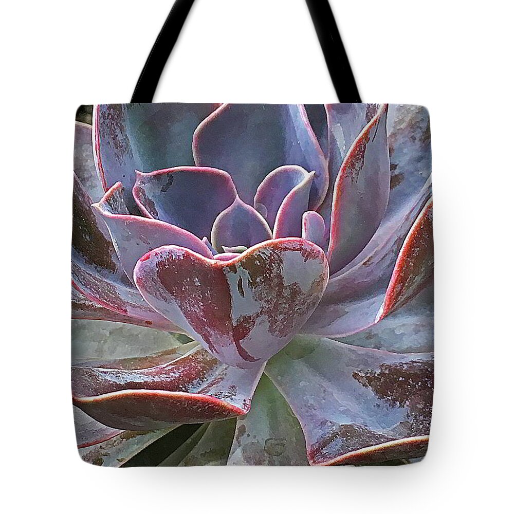 Succulent Tote Bag featuring the photograph Pink Edged Succulent by Kathryn Alexander MA