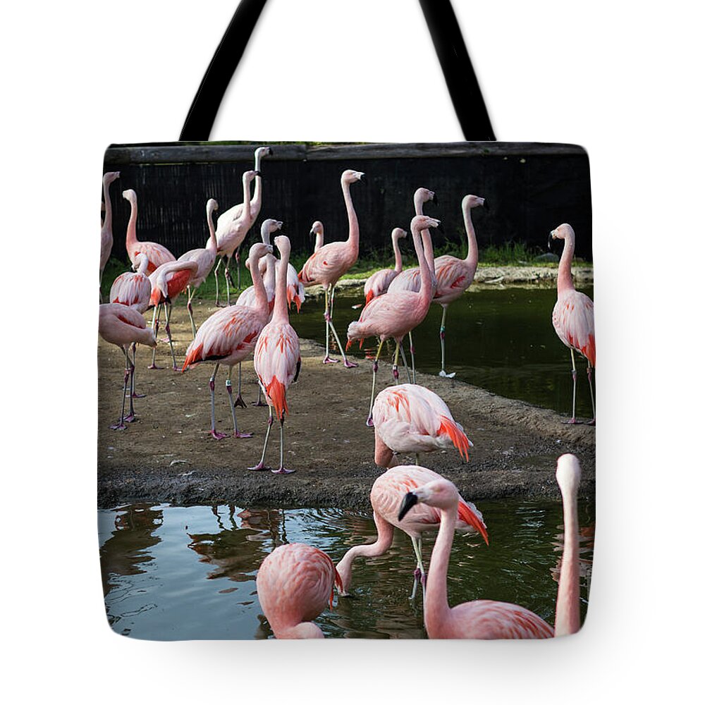 Flamingos Tote Bag featuring the photograph Pink Flamingos by Suzanne Luft