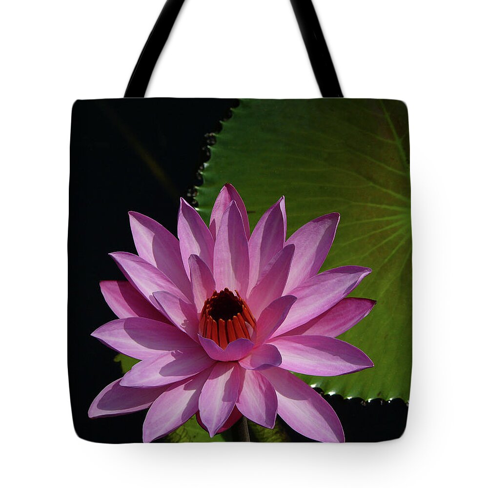 Lotus Tote Bag featuring the photograph Pink Lotus by Evelyn Tambour