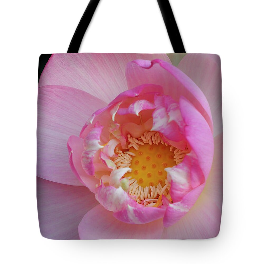 American Tote Bag featuring the photograph Pink Lotus Opening by Carol Eade