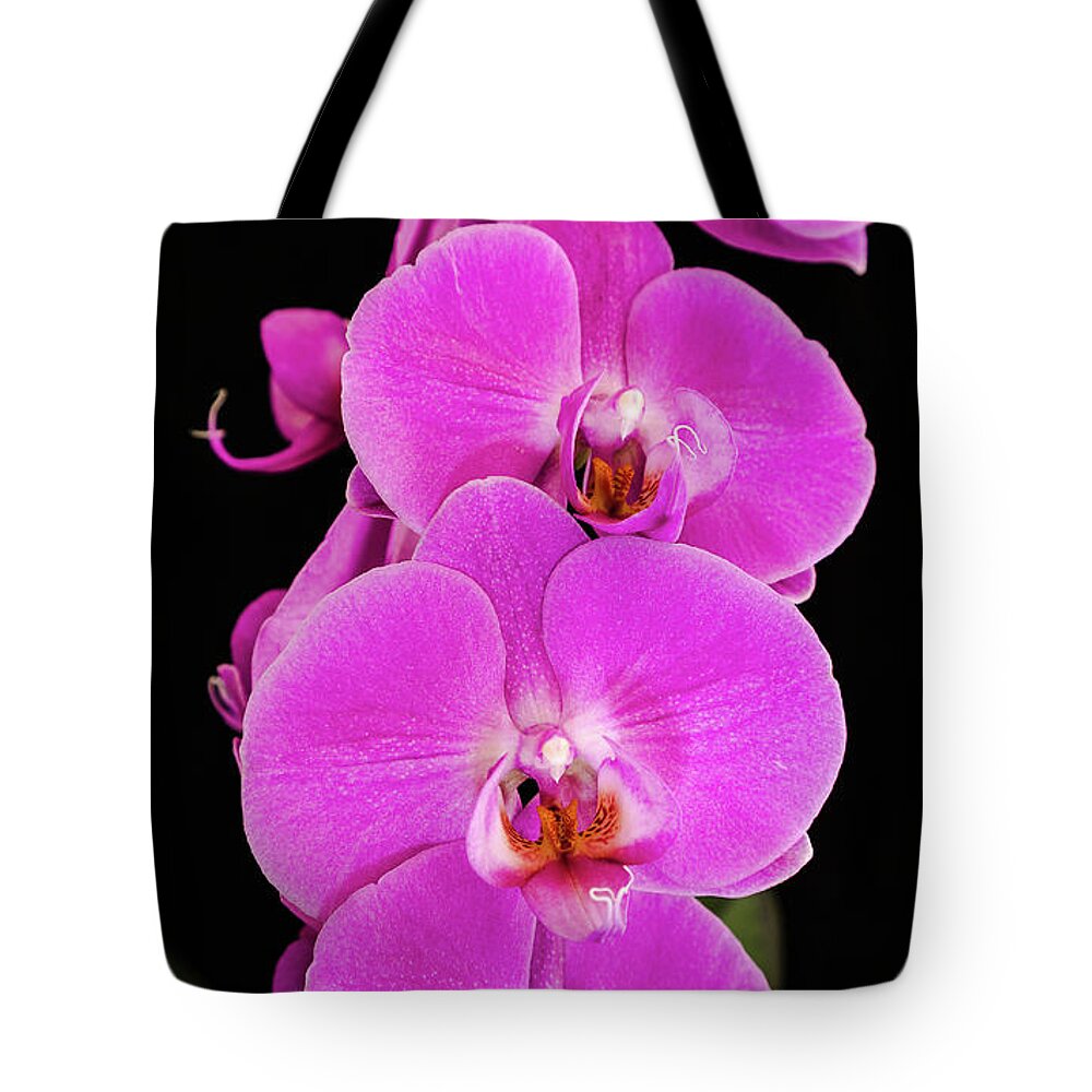 Pink Orchid Tote Bag featuring the photograph Pink orchid against a black background by Andy Myatt