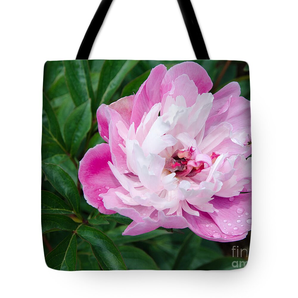 Pink Tote Bag featuring the painting Pink Peony by Laurel Best