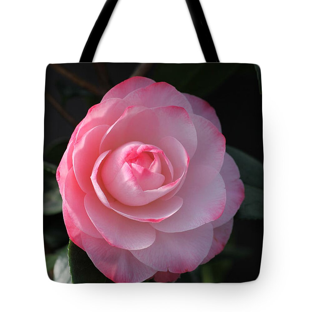 Flower Tote Bag featuring the photograph Pink Petals Camellia by Tammy Pool