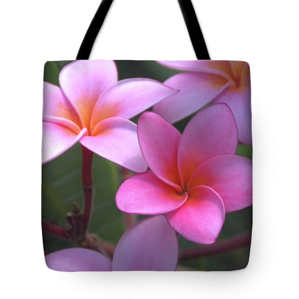 Plumeria Tote Bag featuring the photograph Pink Plumeria by Brian Harig