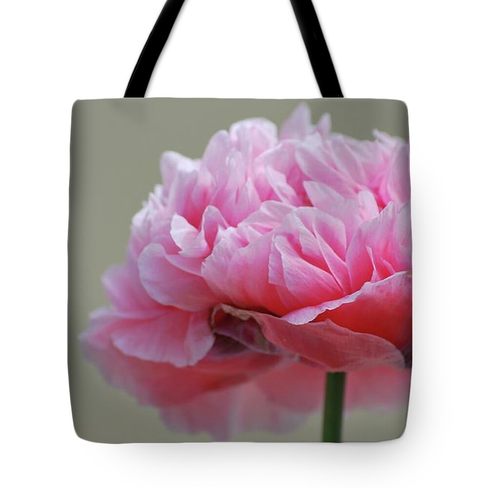 Pink Tote Bag featuring the photograph Pink Poppy by Amee Cave