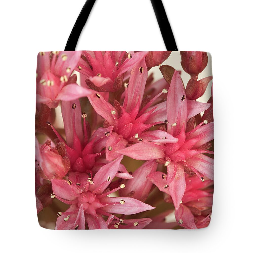 Sedum Tote Bag featuring the photograph Pink Sedum Flower Macro by Sandra Foster