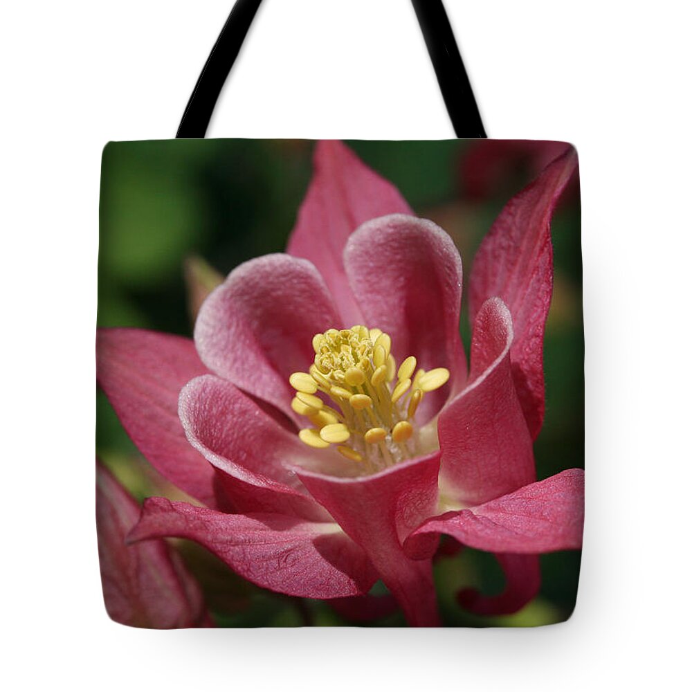 Pink Tote Bag featuring the photograph Pink Swan by Tammy Pool