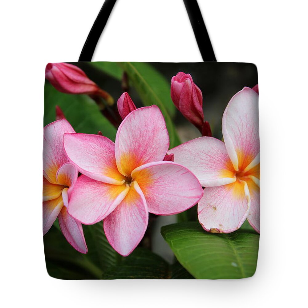 Vietnam Tote Bag featuring the photograph Pink Trio by Samantha Delory