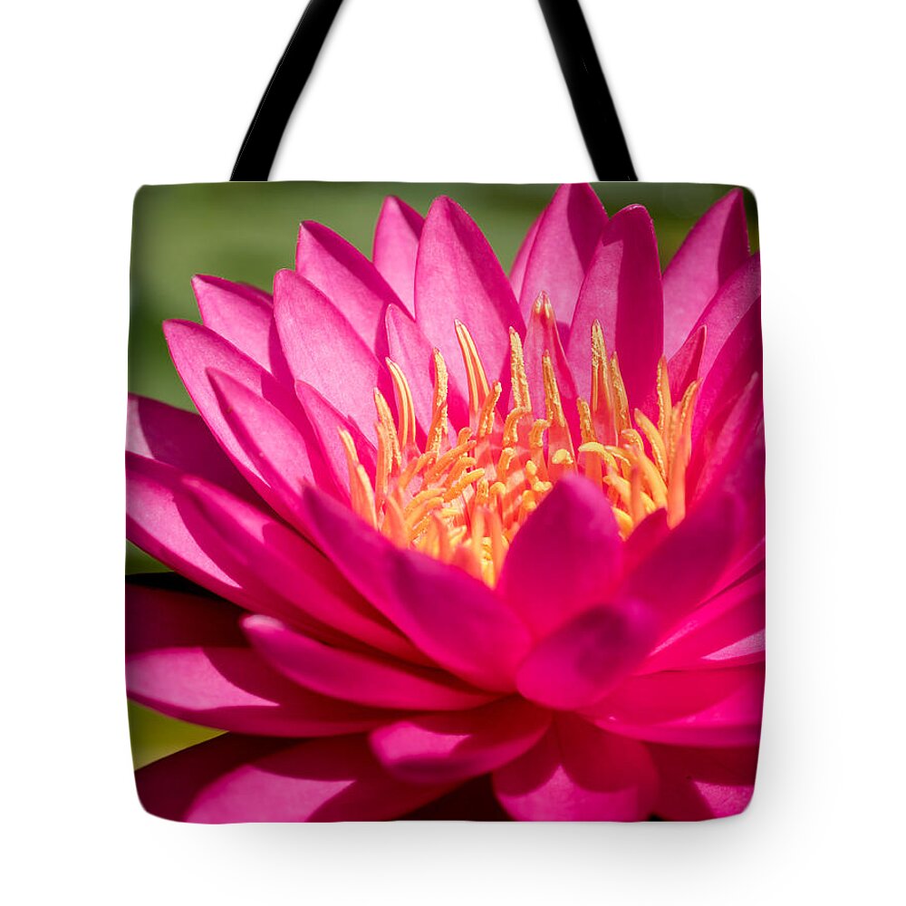 Waterlily Tote Bag featuring the photograph Pink Waterlily by Paula Ponath