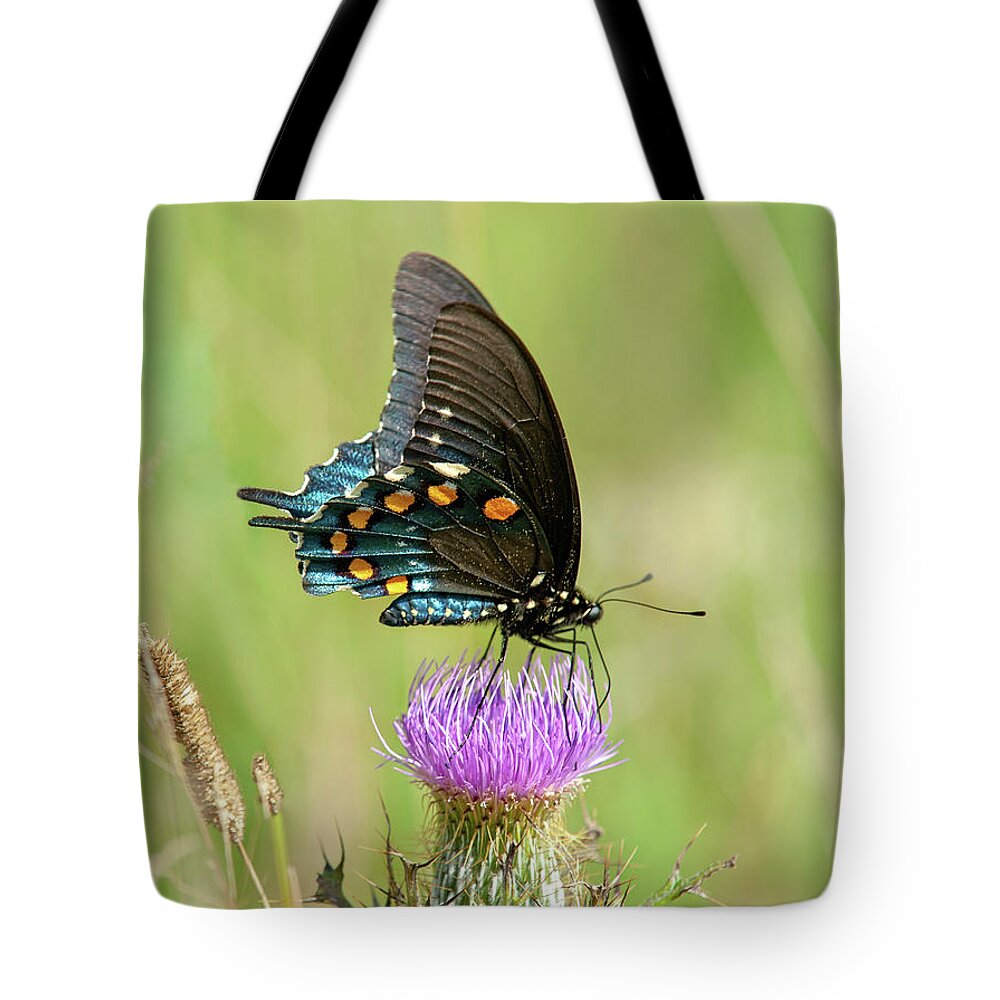 Butterfly Tote Bag featuring the photograph Pipevine Swallowtail Butterfly 2 by Lara Ellis
