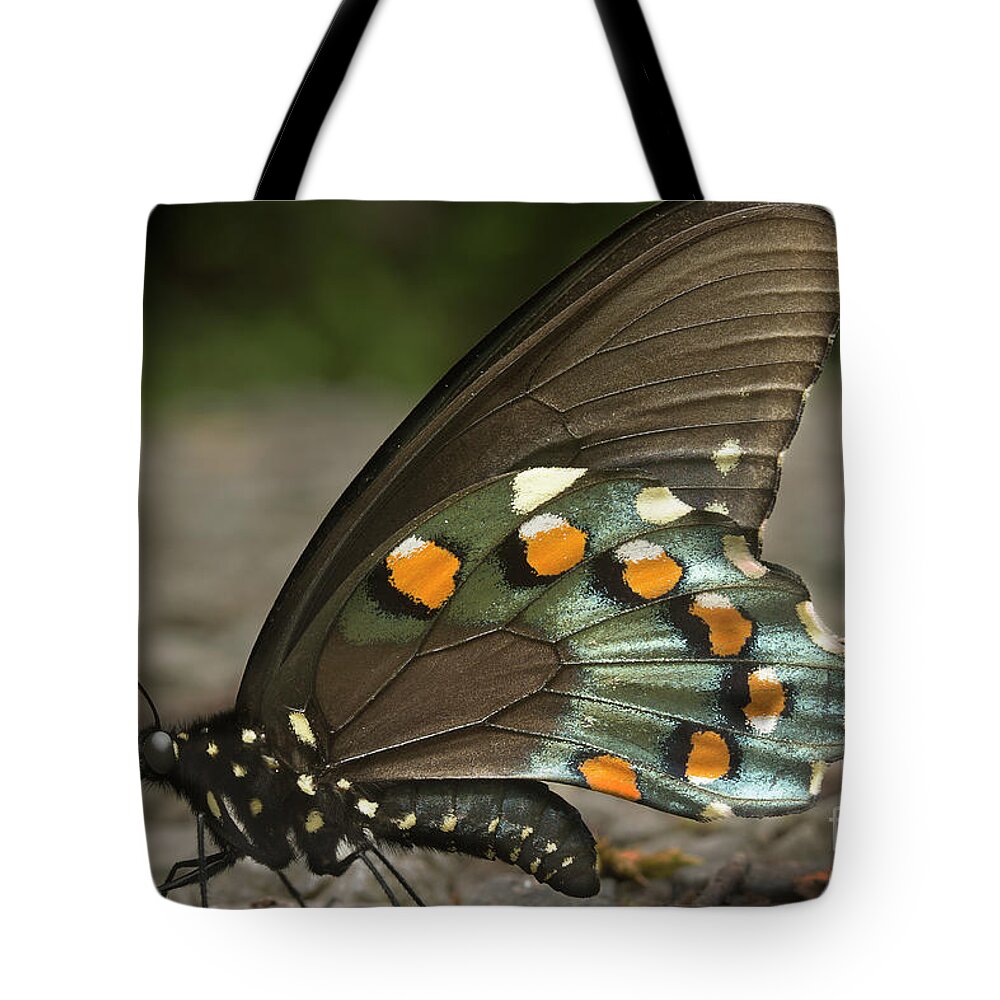 Butterfly Tote Bag featuring the photograph Pipevine Swallowtail by Mike Eingle