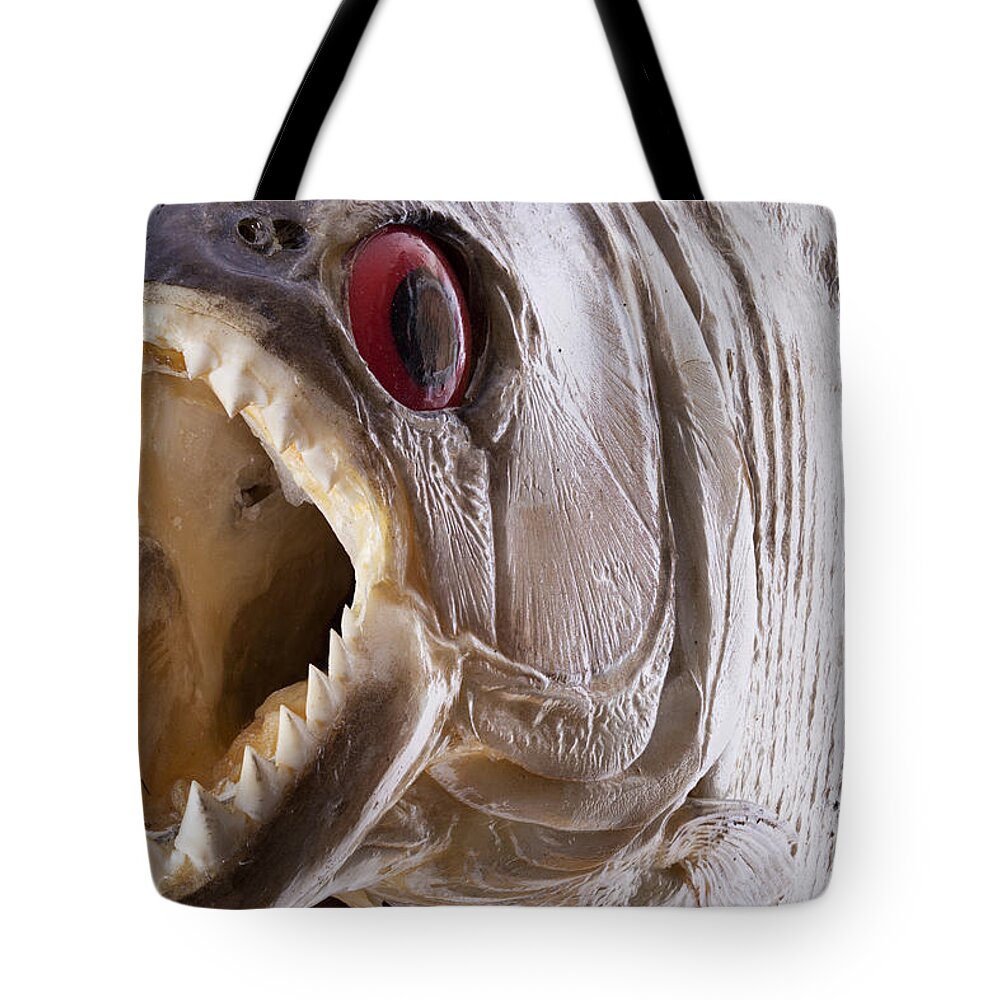 Piranha Tote Bag featuring the photograph Piranha fish close up by Simon Bratt