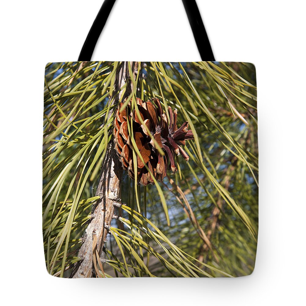 New England Tote Bag featuring the photograph Pitch Pine by Erin Paul Donovan