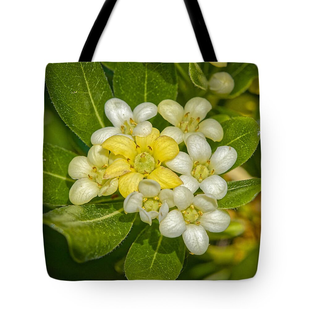 Flowers Tote Bag featuring the photograph Pittosporum Flowers by Jim Thompson