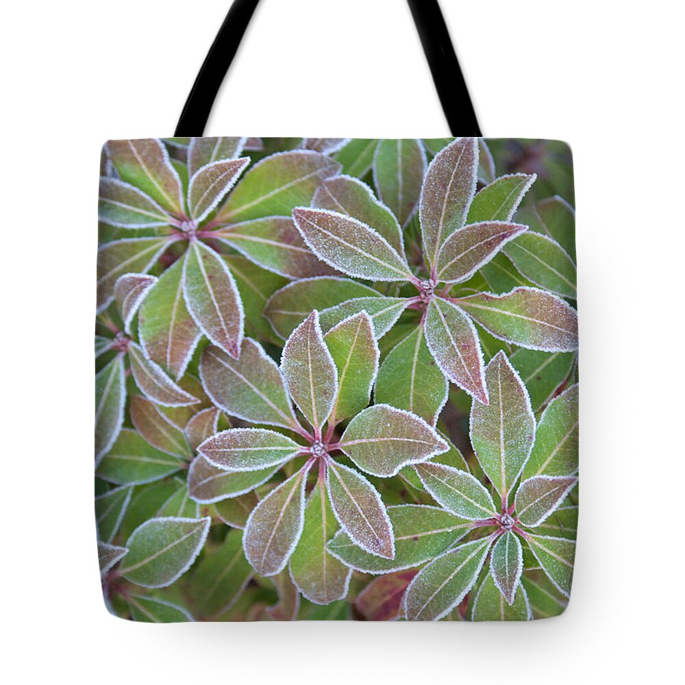 Plant Tote Bag featuring the photograph Plant Pattern by Douglas Barnett