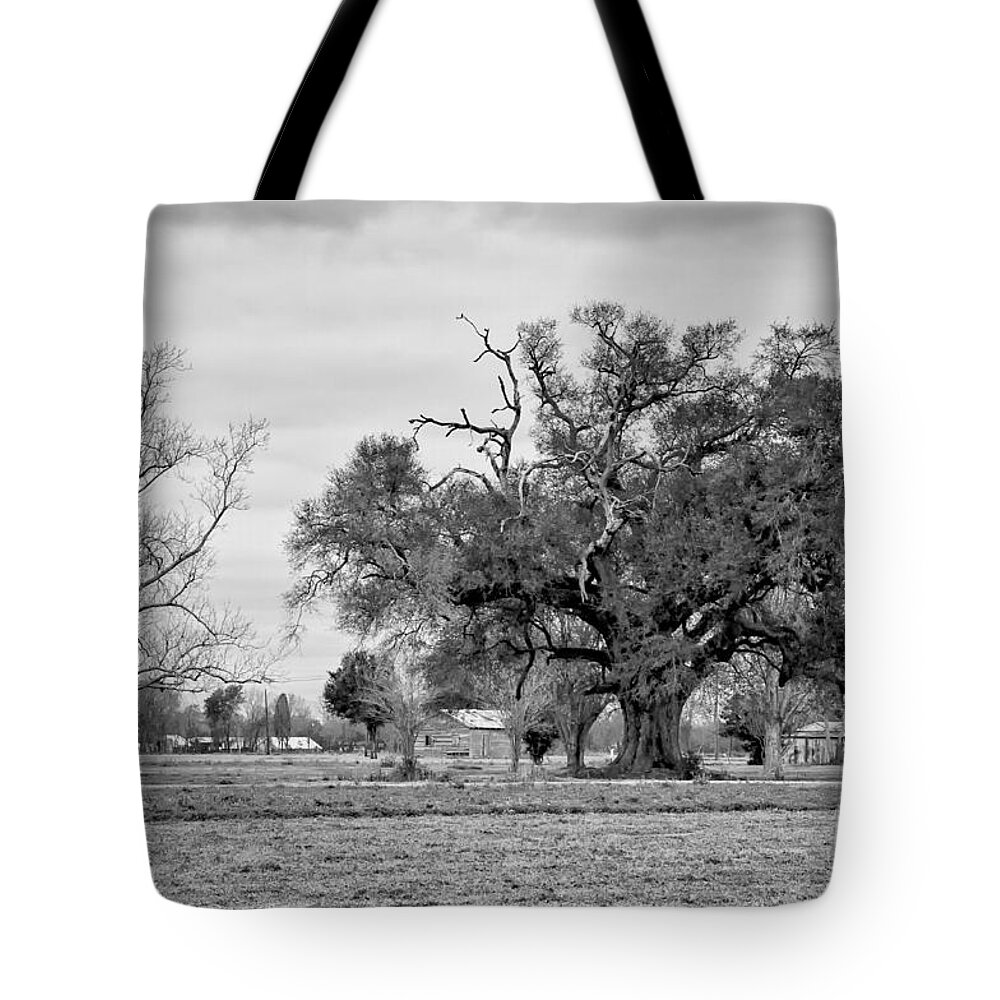  Oak Tote Bag featuring the photograph Plantation Live Oak -River Road LA by Kathleen K Parker
