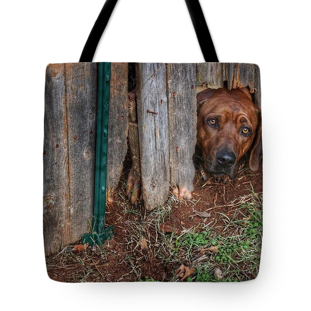 Dog Tote Bag featuring the photograph Please Let Me Out by Buck Buchanan