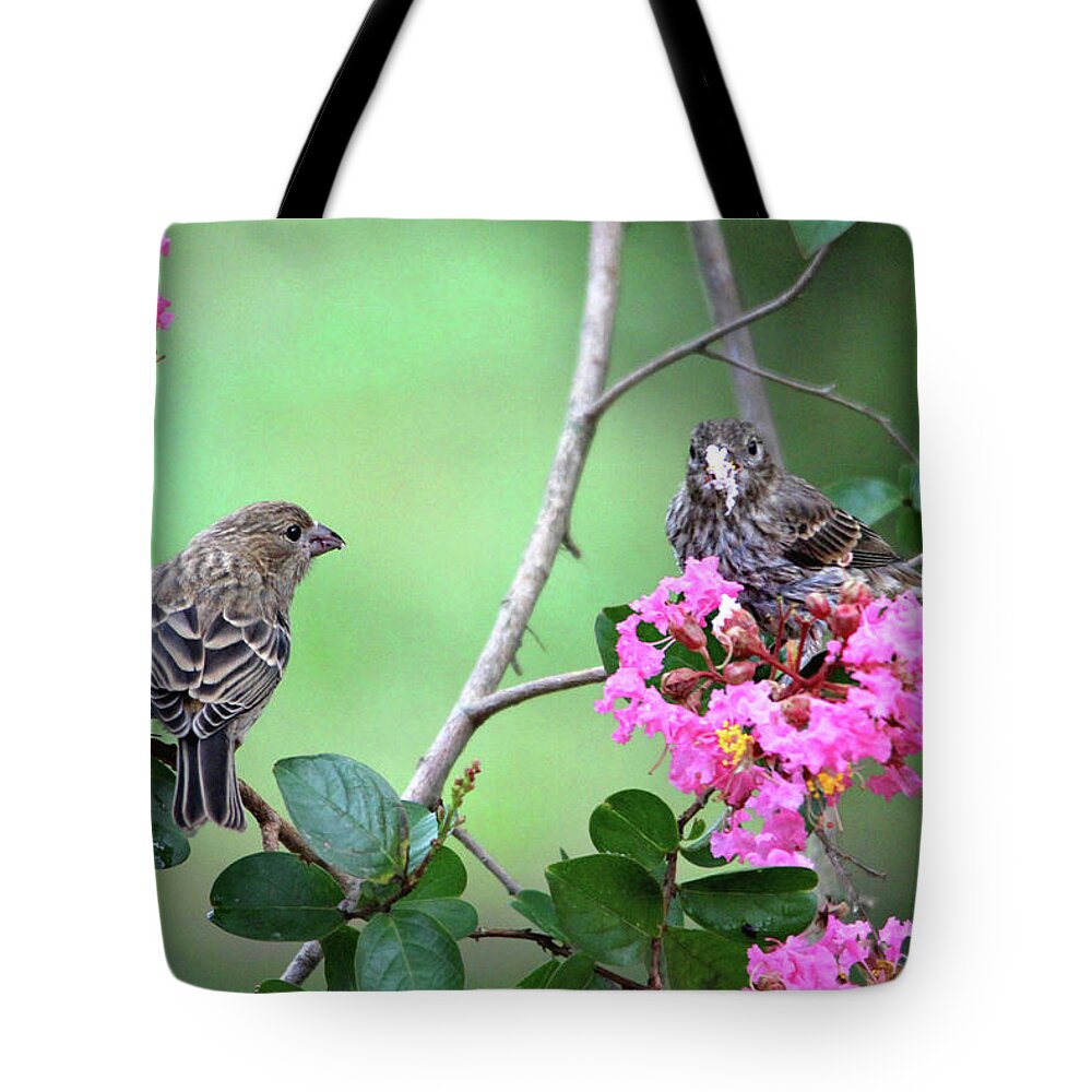 Birds Tote Bag featuring the photograph Please, May I Have Some? by Trina Ansel