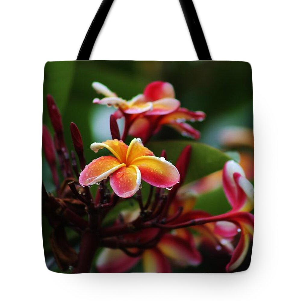 Plumaria Tote Bag featuring the photograph Plumaria After the Rain by Craig Wood