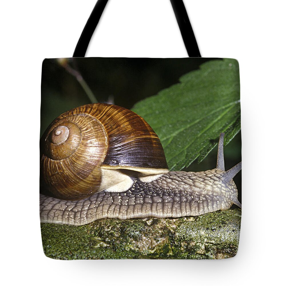 Pneumostome Of A Burgundy Snail Tote Bag by Jean-Louis Klein