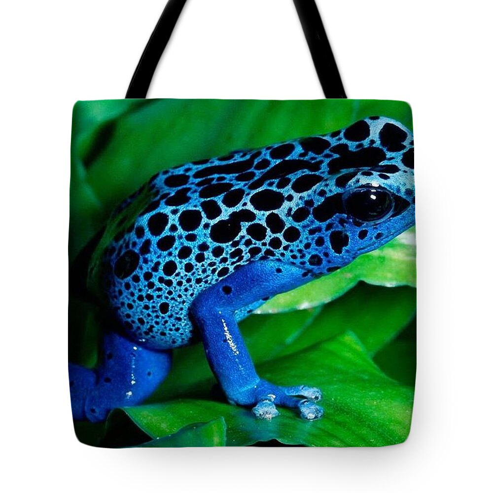 Poison Frog Tote Bags