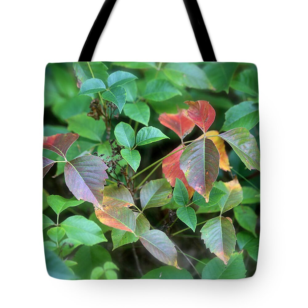 Poison Ivy Tote Bag featuring the photograph Poison Ivy in August by John Meader