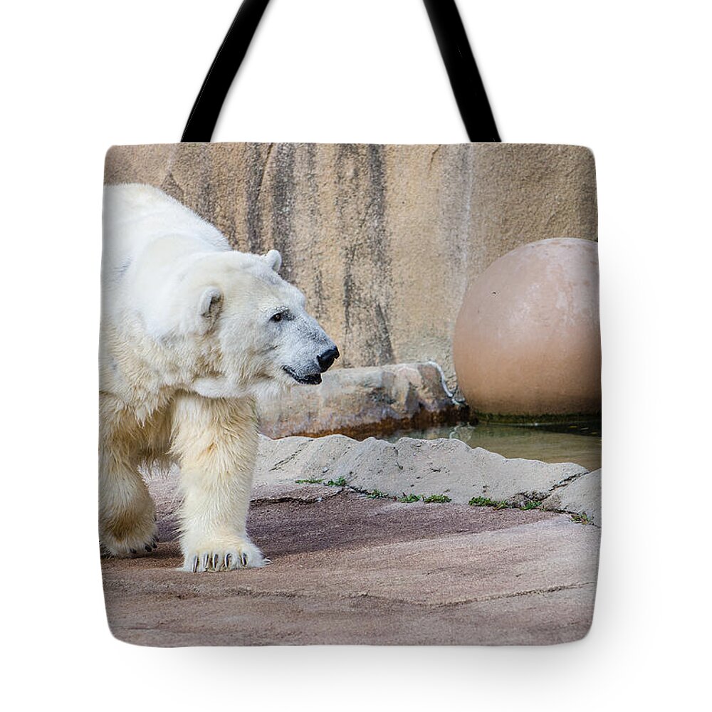 Polar Bear Tote Bag featuring the photograph Polar Bear 2 by Susan McMenamin